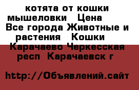 котята от кошки мышеловки › Цена ­ 10 - Все города Животные и растения » Кошки   . Карачаево-Черкесская респ.,Карачаевск г.